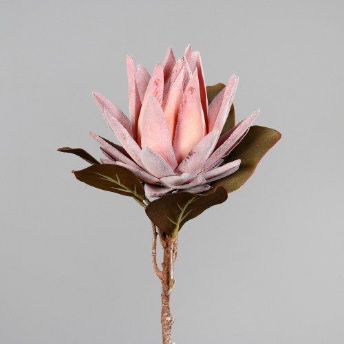 55 Cm Protea